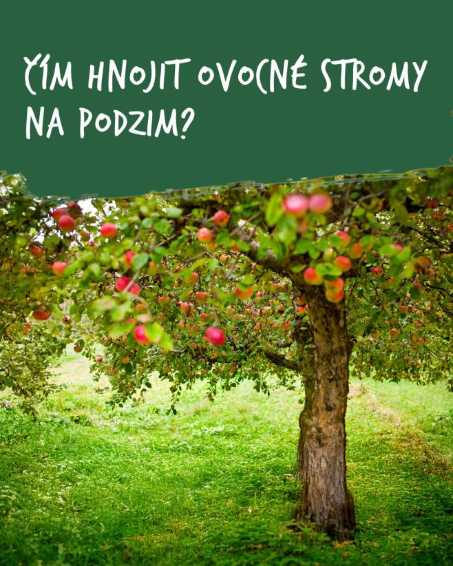 ❗️Nezapomeňte na podzimní hnojení ovocných stromů! Dodáte jim tím živiny, které potřebují, aby přečkaly zimu. 💪🏼 S...