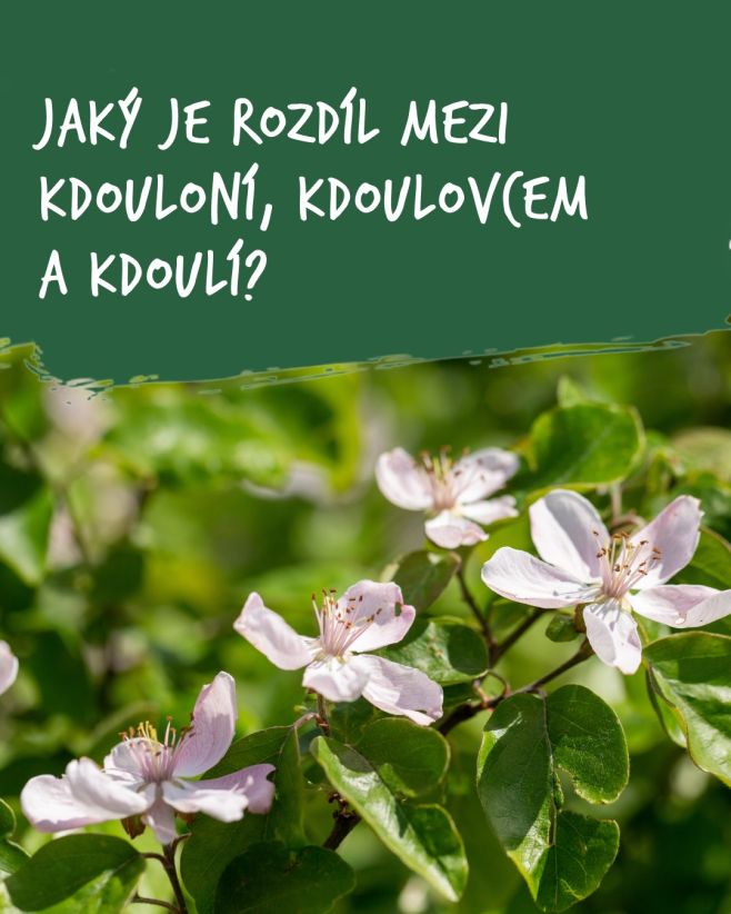 Lidé si je často pletou, ale přitom se jedná o úplně rozdílné rostliny. 🤔🌱 Jak se od sebe liší kdouloň, kdoulovec a...