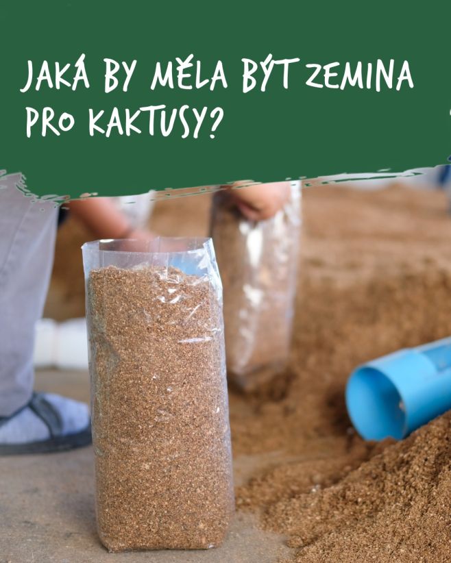 🌵 Pěstujete doma sukulenty? Pak asi víte, že nejsou příliš náročné. I tak je ale potřeba věnovat pozornost výběru...