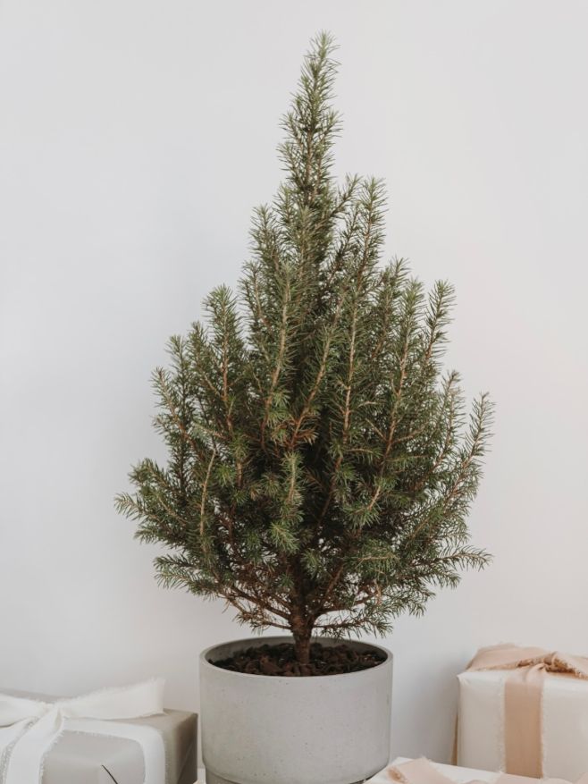 🎄 Jaký vánoční stromek bude letos zdobit váš obývák – umělý, živý řezaný, nebo ten v květináči? Každý má své kouzlo, ale i...