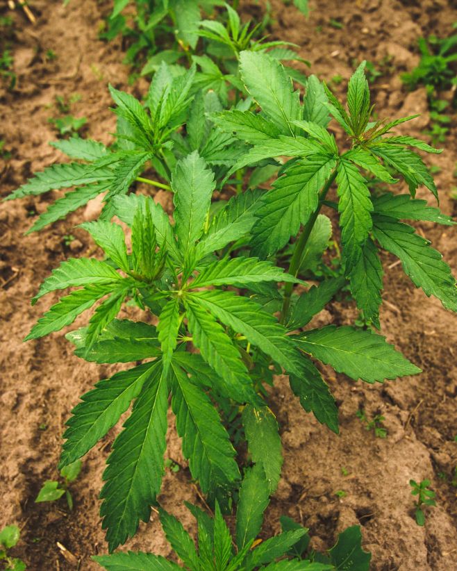 🌿 Od ledna 2026 začne platit novela, která poprvé umožní pěstovat konopí pro vlastní potřebu – legálně, ale s jasně danými...