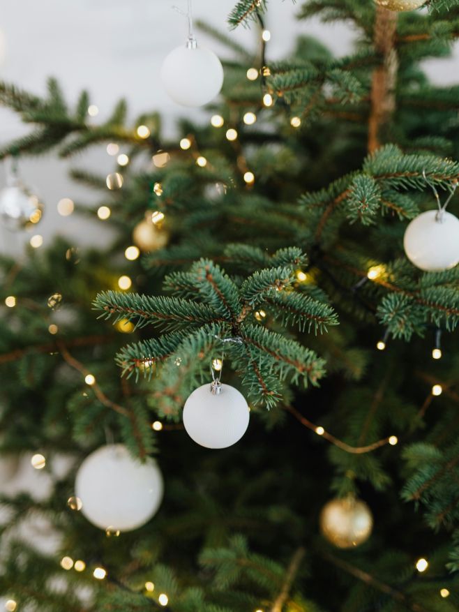 Chcete, aby vám vánoční stromek dělal radost i po svátcích? Sáhněte po variantě v květináči. 🪴✨ Proč mít vánoční stromek v...