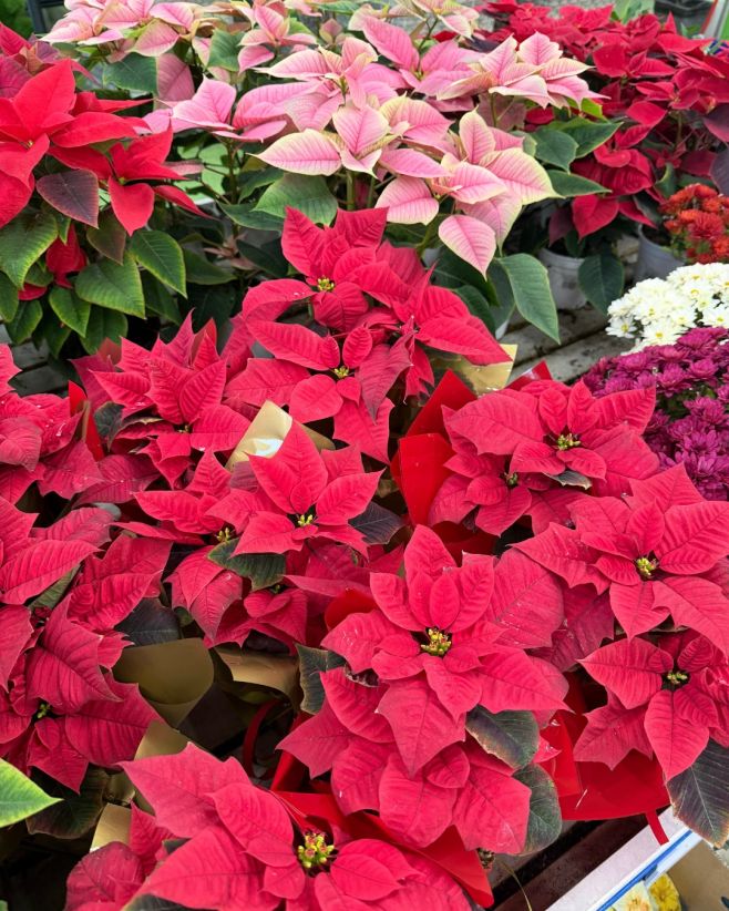 Vánoční hvězda je krásná dekorace. 🌺 Ale aby vám vydržela, potřebuje správnou péči. Žádá si dostatek světla, ideální...